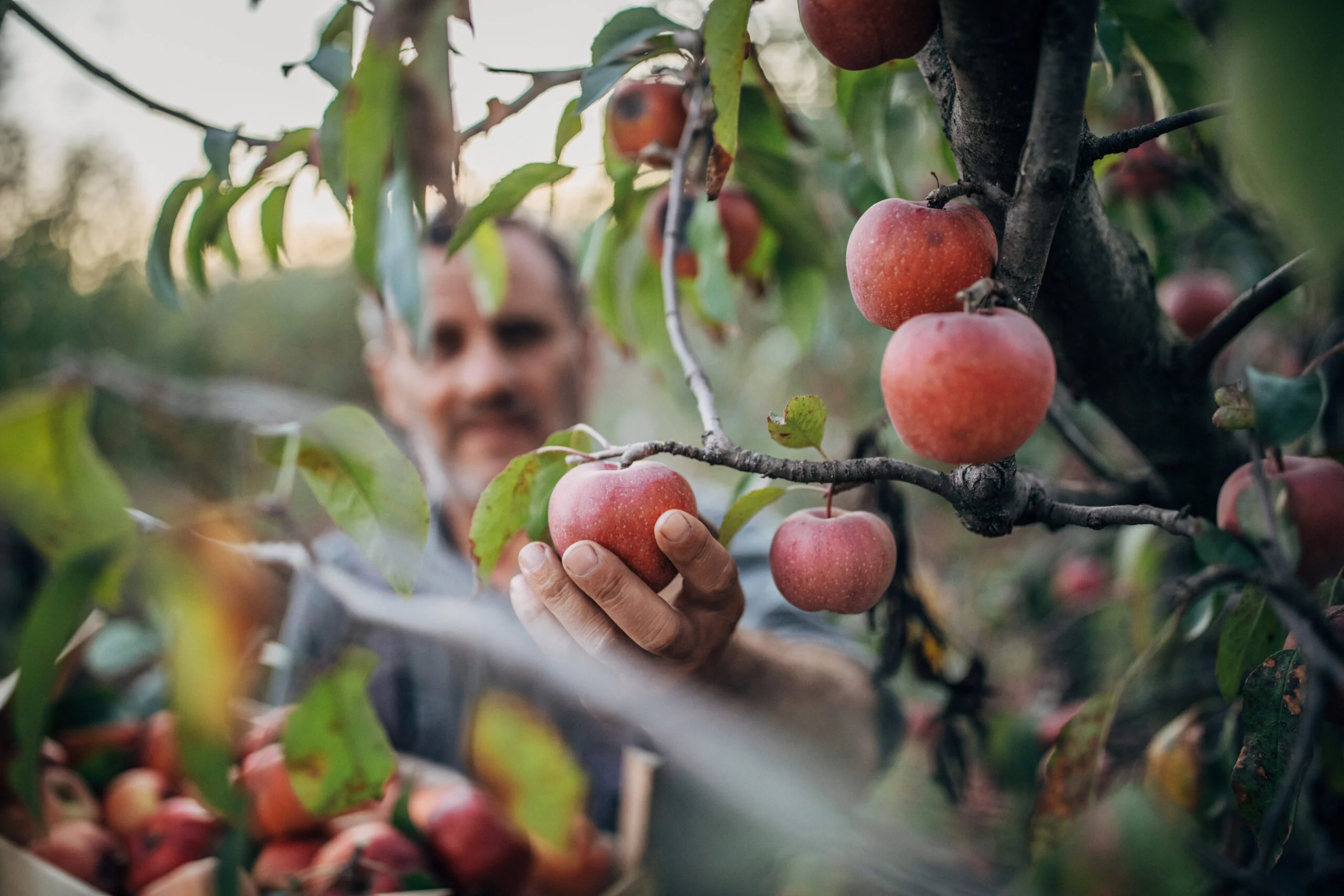 A person picking ripe apples from an apple tree branch with a basket of harvested apples.