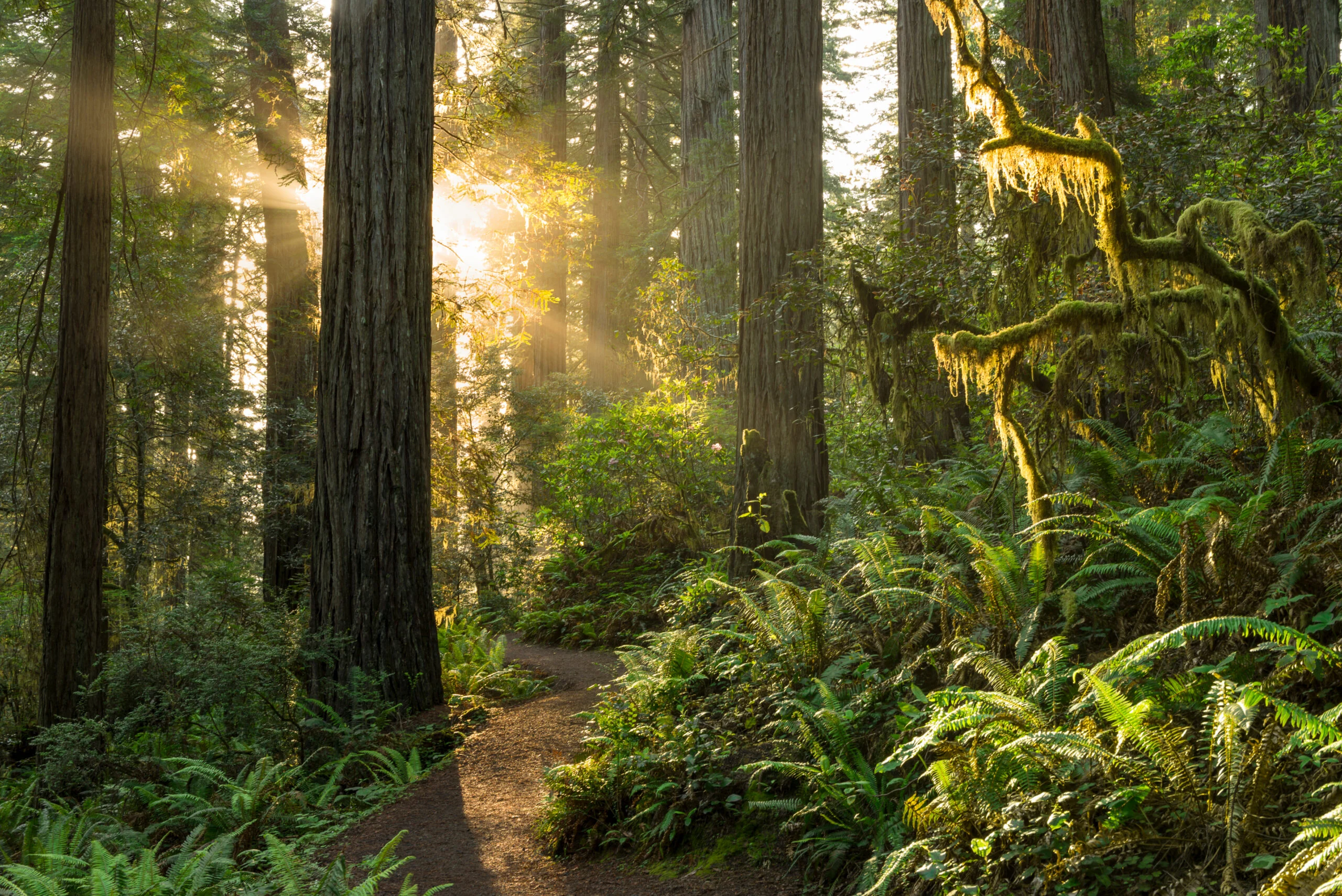Sunlight filtering through tall trees onto a forest dirt path surrounded by green ferns and moss.